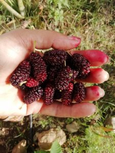 fresh mulberry