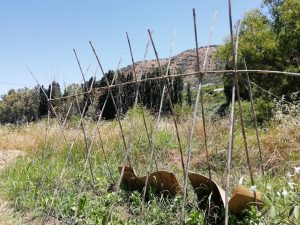 Vegetables Farming